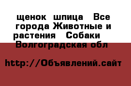 щенок  шпица - Все города Животные и растения » Собаки   . Волгоградская обл.